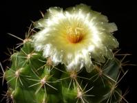 Thumbnail of 1423_Thelocactus ehrenbergii_20170718_01(1).JPG
